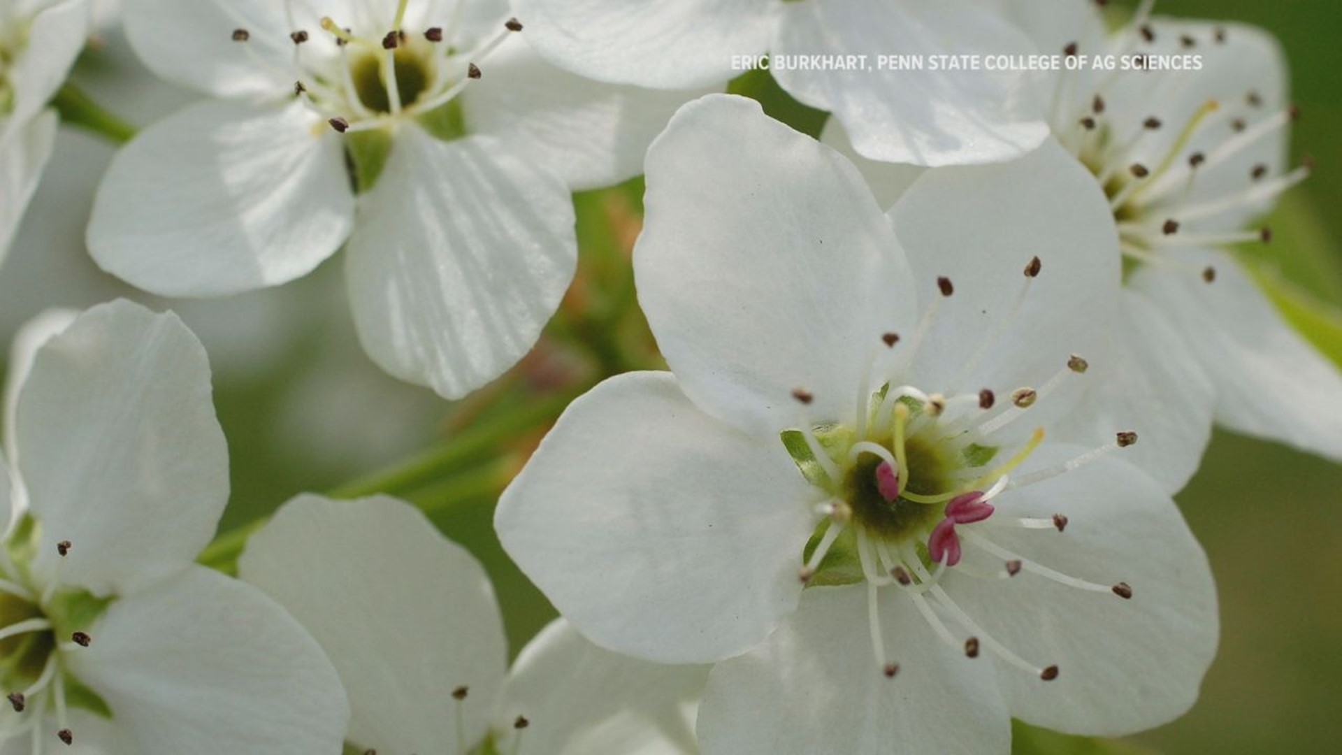 The non-native tree has spread across the state and is known for it's brittle nature and bad smell during the spring.