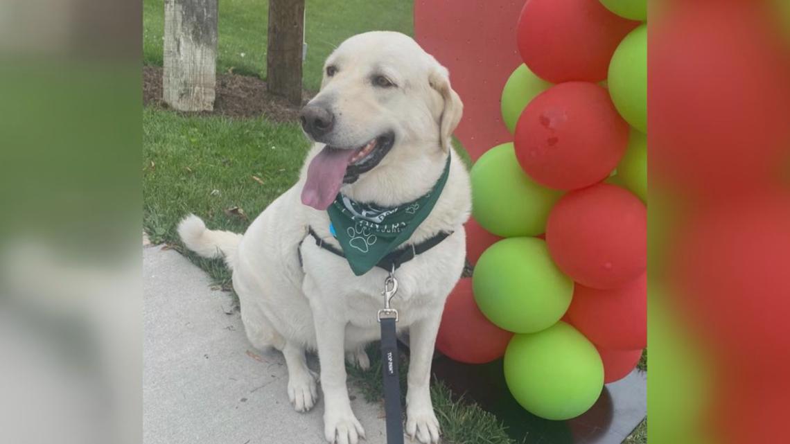 Westminster dog show gets 4 finalists, and one has NFL ties