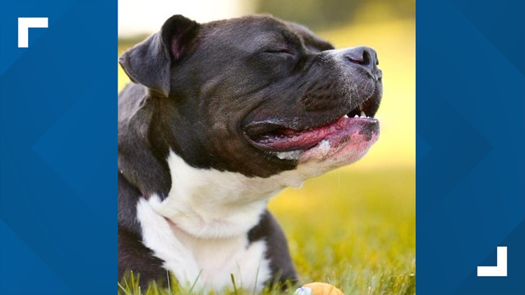 Police: No charges filed against volunteer who took dog scheduled to be euthanized from Pennsylvania shelter