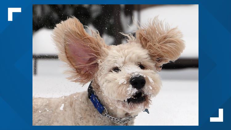 How to keep your pets safe during the winter season