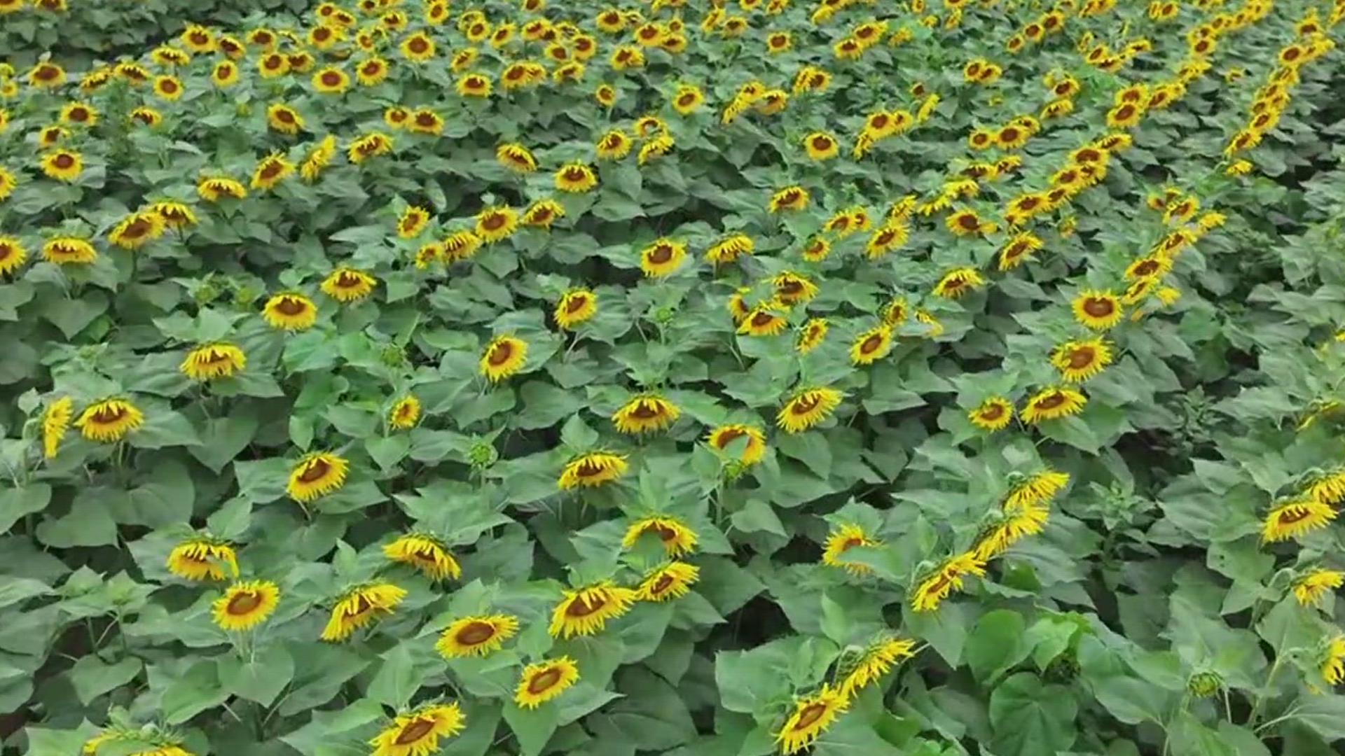 Maple Lawn Farm's annual Sunflower Festival runs Saturday and Sunday.