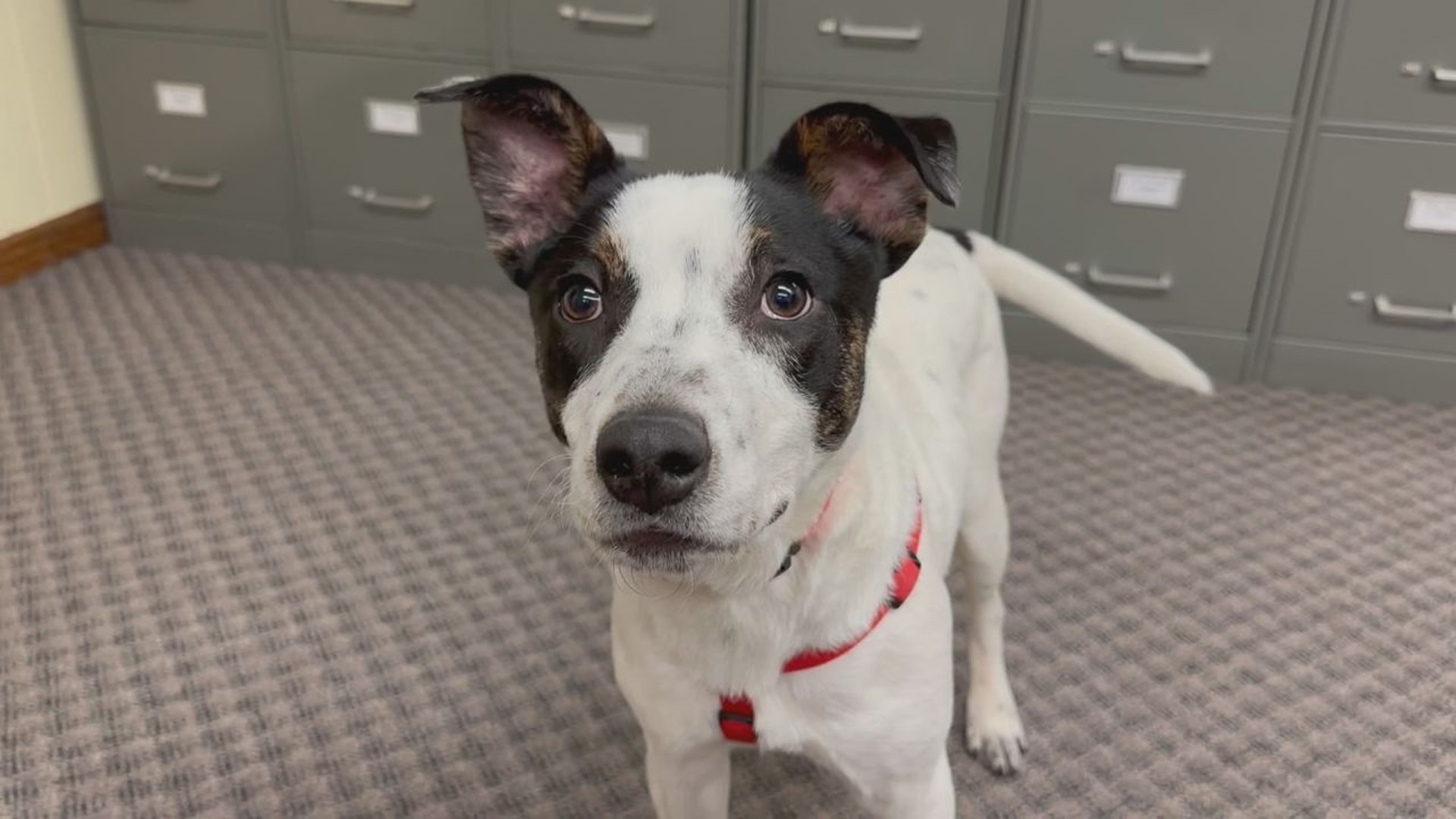 Ricky is a friendly, 7-month-old dog who'd fit into almost any home. He's available for adoption from Charlie's Crusaders Pet Rescue.