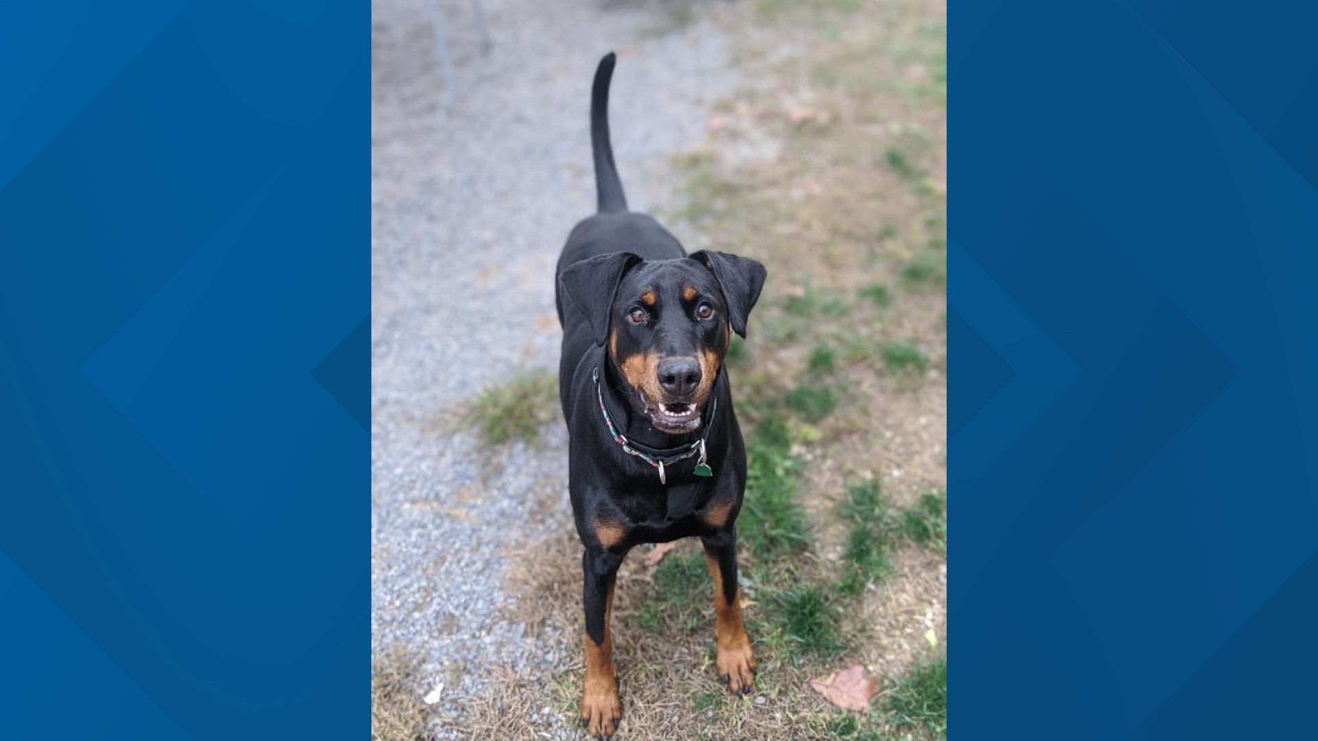 Indi, also known as Indiana Jones, is an adult Doberman Pinscher looking for his forever home.