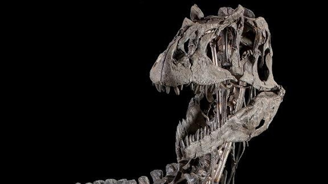 T. rex Fossil Skeleton Will Arrive at Smithsonian April 15