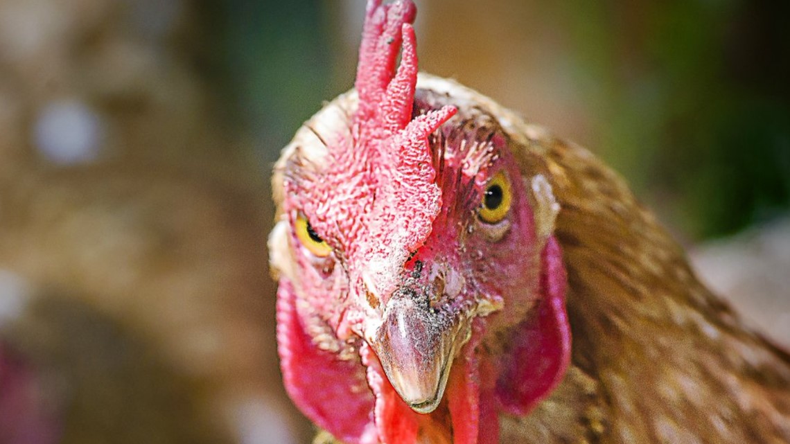 Residents petition for backyard chickens in West Hanover Township - Vimarsana News