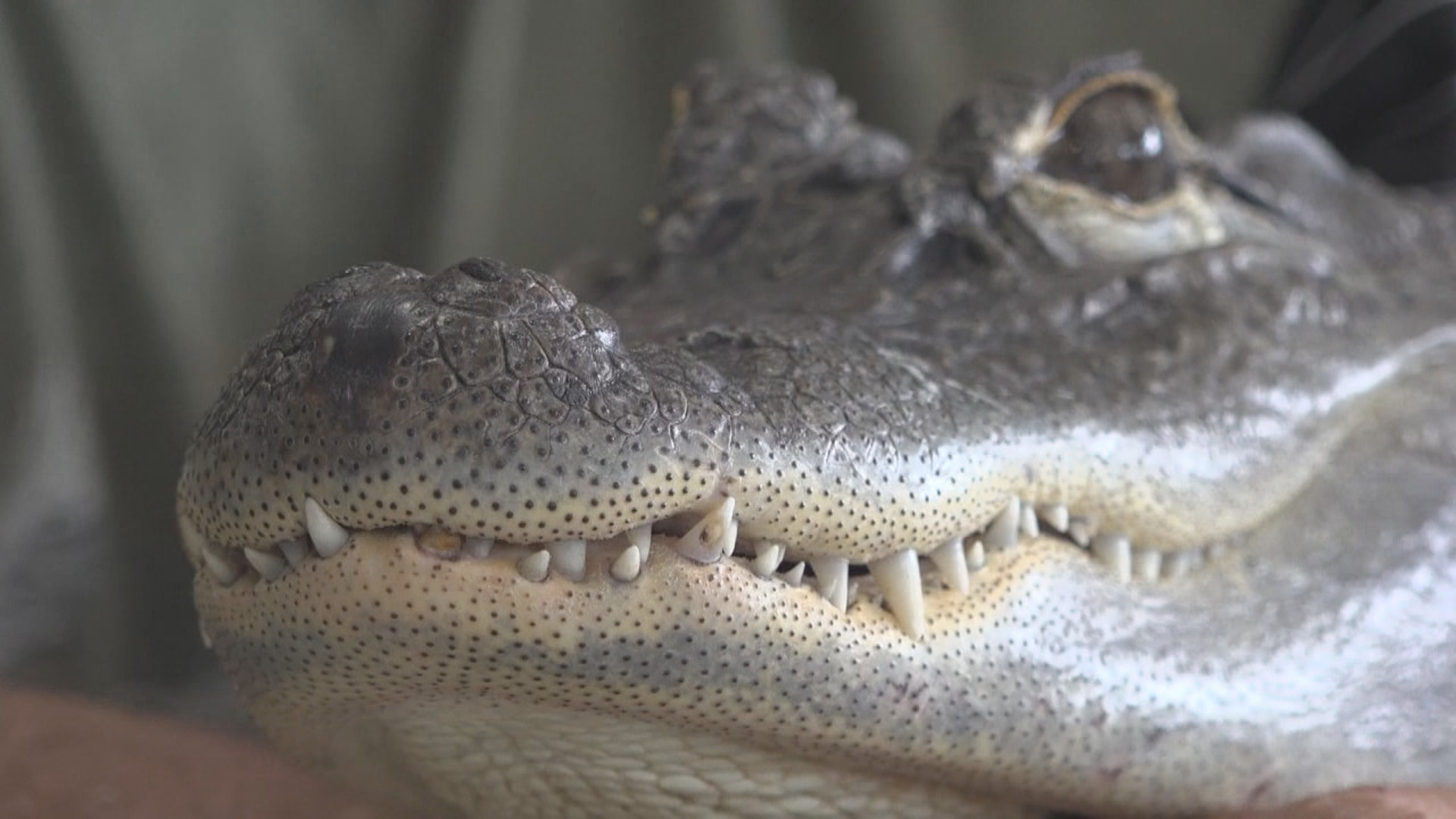 Owner Joie Henney gives an emotional interview when speaking on the disappearance of his beloved alligator companion.