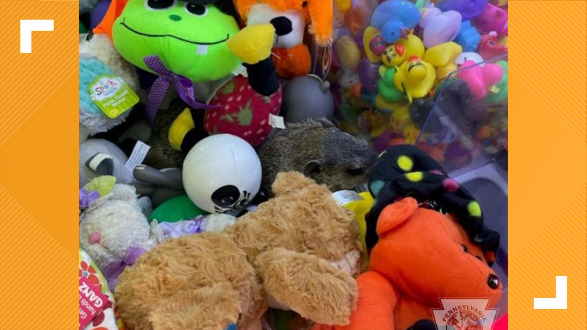 Groundhog safely rescued from Pa. claw machine | fox43.com