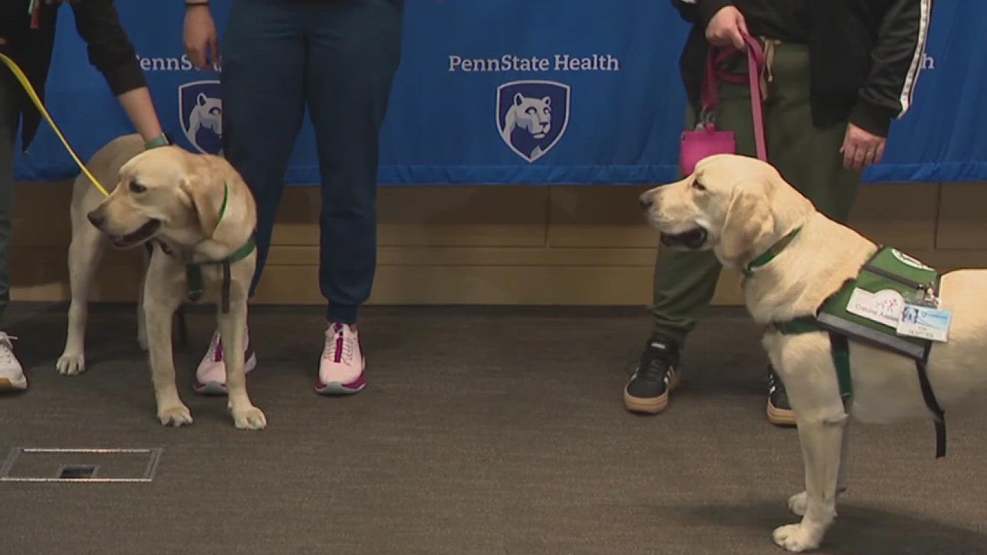 Hershey Medical Center introduces two new facility dogs, Ursa and Yona ...