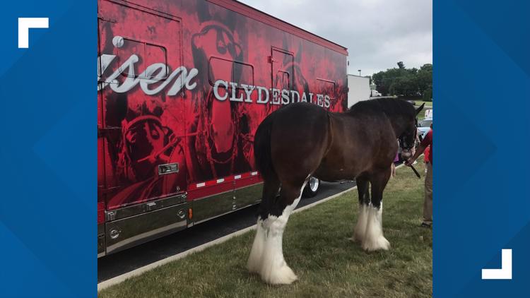 The World-Famous Budweiser Clydesdales are back in York County!
