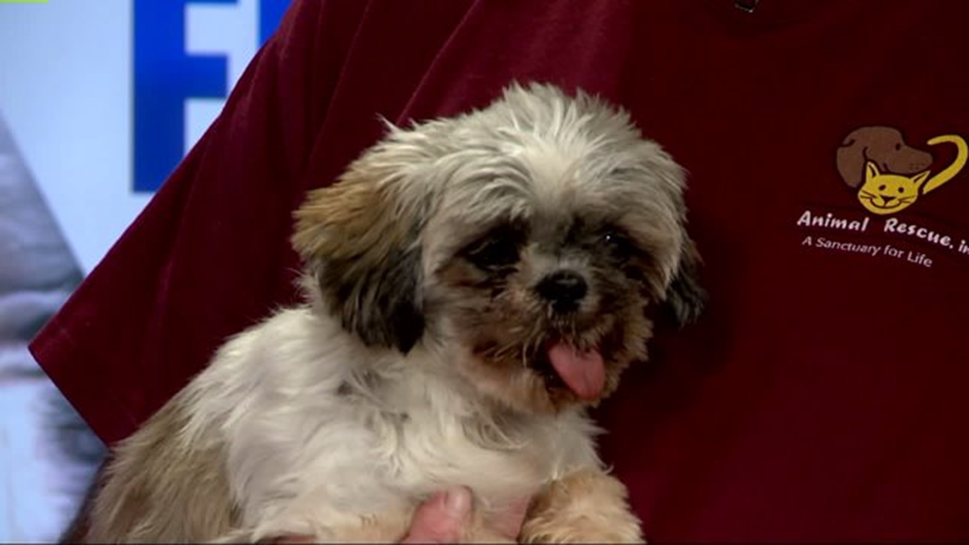 Adopt a Furry Friend from Animal Rescue Inc. in New Freedom