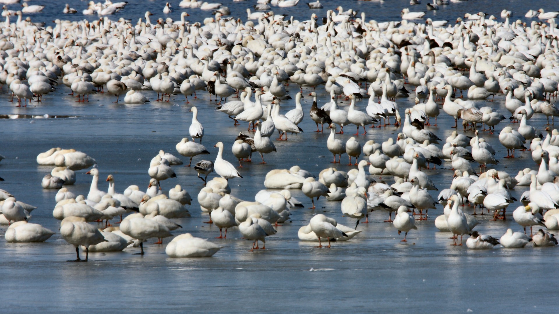 Hundreds of thousands of snow geese flock to Middle Creek Wildlife Management Area as part of their spring migration.