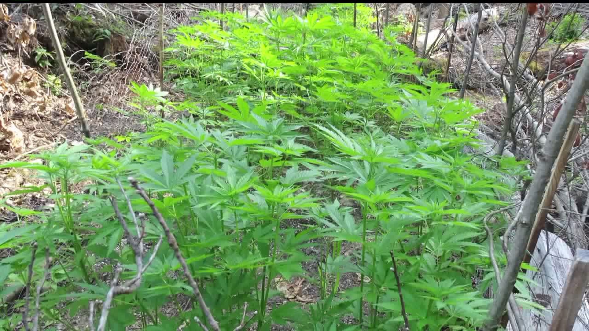 Officials: "most elaborate" marijuana growing operation in Tuscarora State Forest, Mifflin County