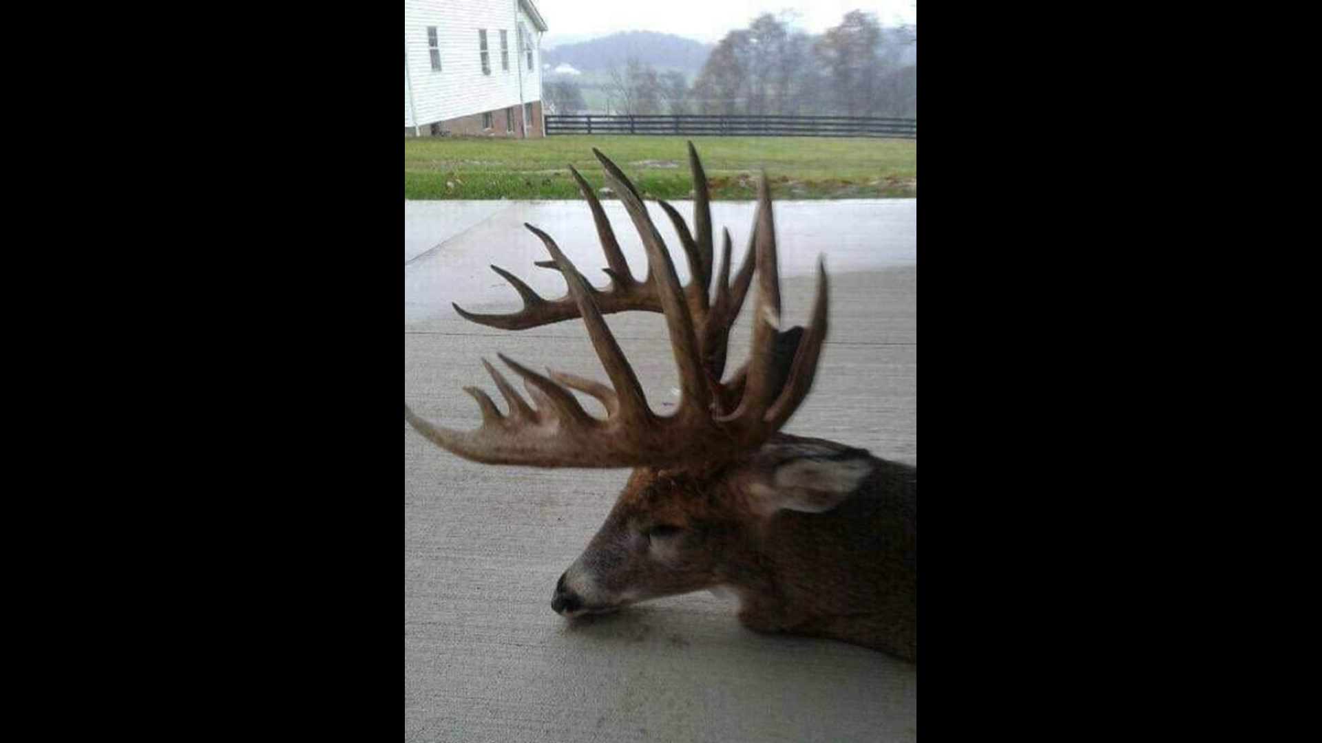 Ohio Amishman Fined More Than $28,000 For Poaching 26-point Buck ...