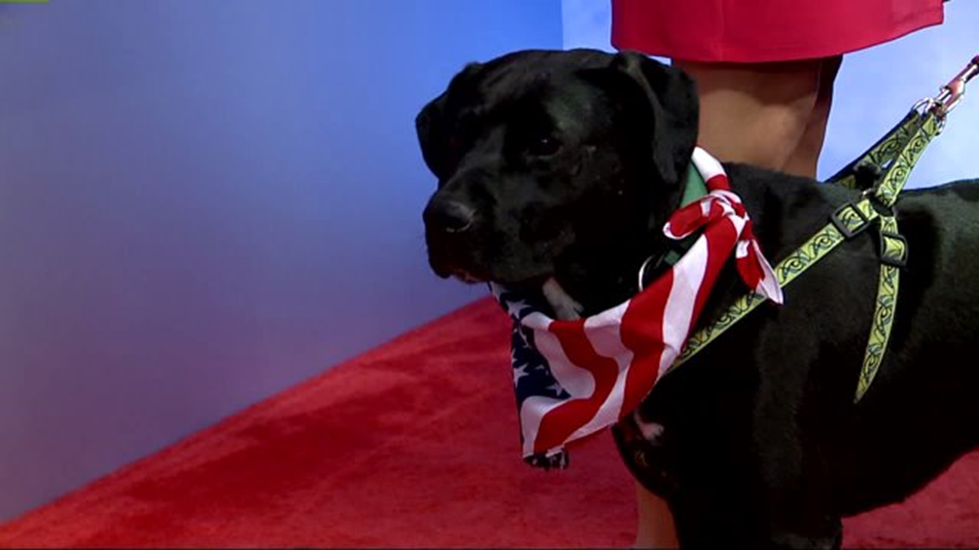 Pet Valu to hold fundraiser for U.S. War Dogs Association