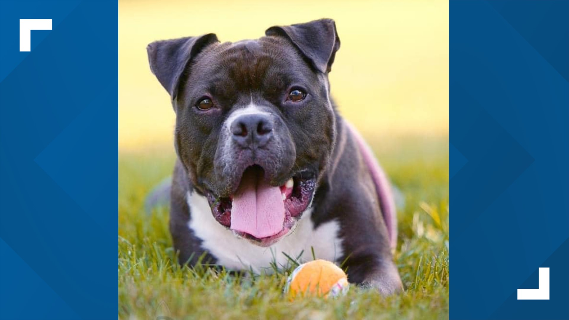 Pursuit, a 4-year-old American Bulldog mix, has been with the shelter for more than a year and will reportedly be euthanized Monday, Feb. 13.