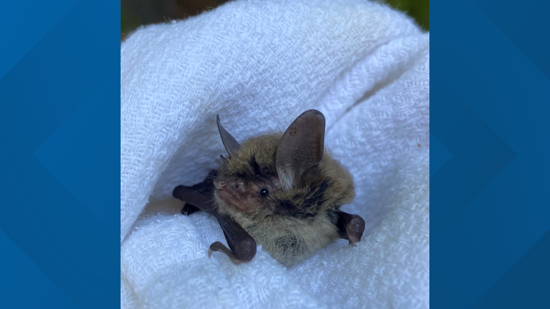 The northern long-eared bat population has been steadily decreasing, even up to 99% in some areas of Pennsylvania. But, why?