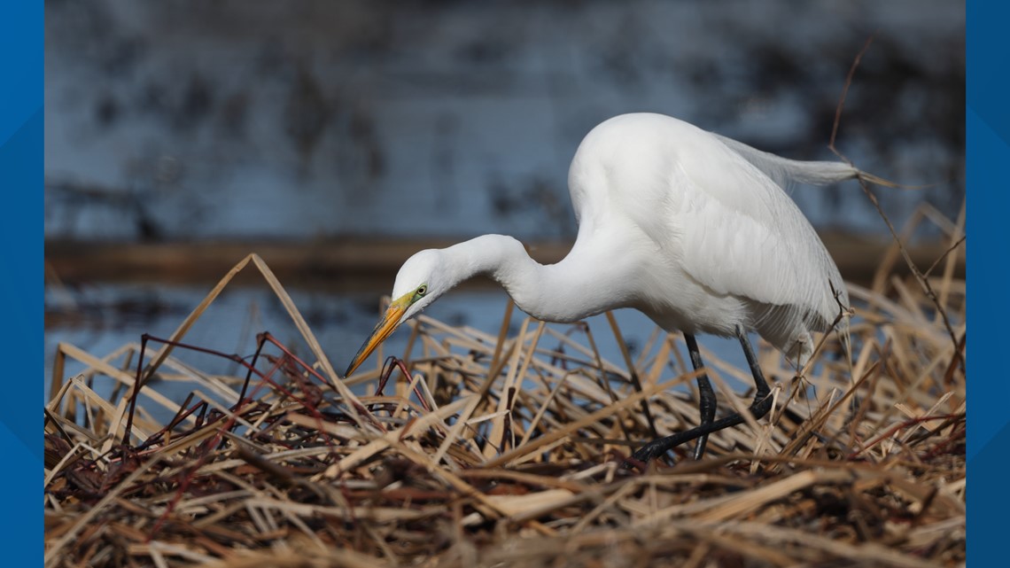 The great egret: A charismatic, but endangered, sightseer in Pa.