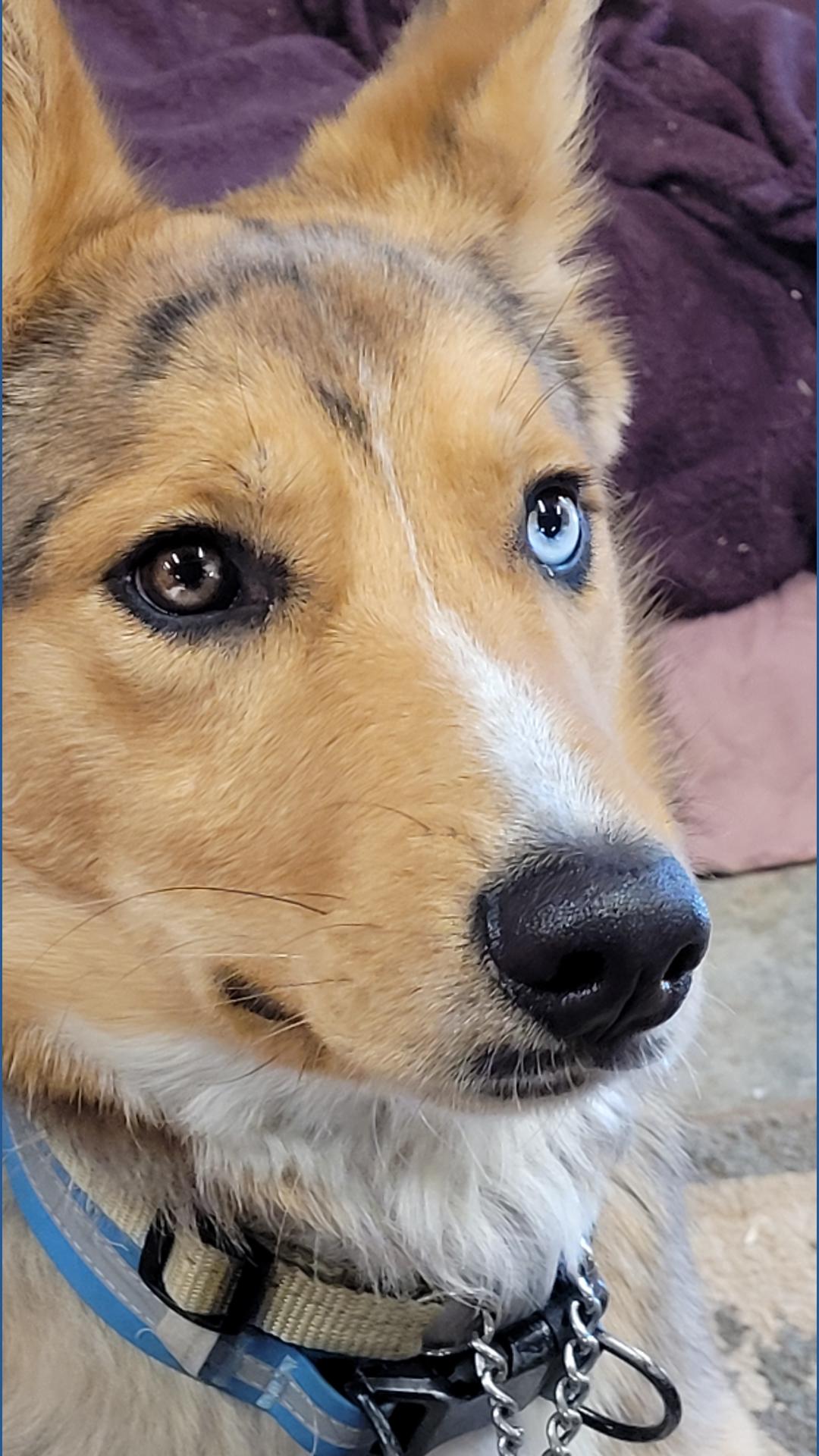 Furry Friends: Meet Wyatt, the dog | fox43.com