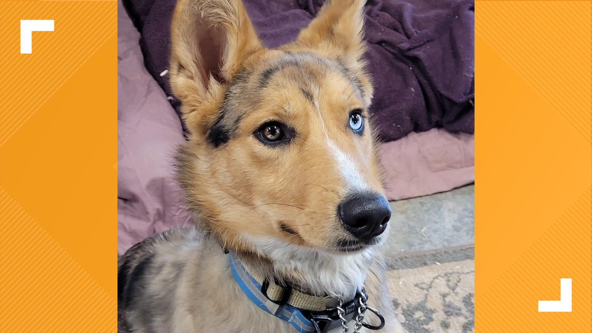 Furry Friends: Meet Wyatt, the dog | fox43.com