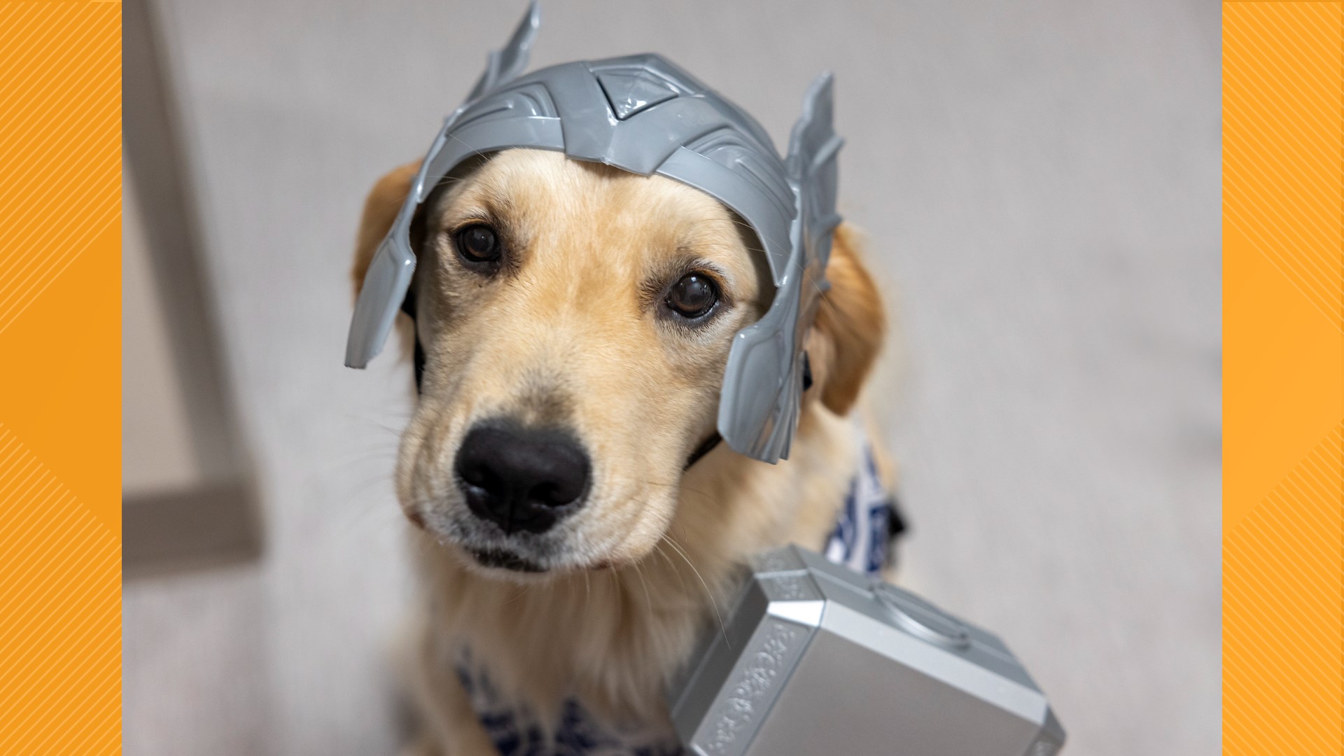 Patients can expect to see Thor throughout the hospital while he assists those struggling with dementia and memory loss.