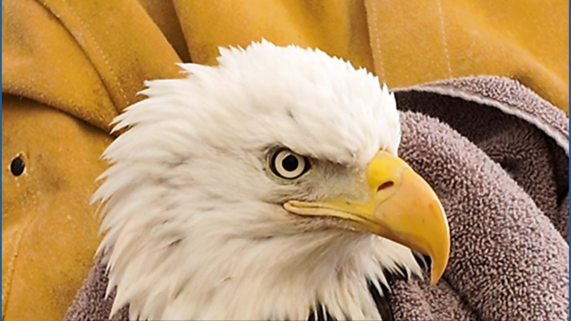 fox43.com - Natalie Koranda - Women in agriculture highlighted at the 2026 Pa. Farm Show