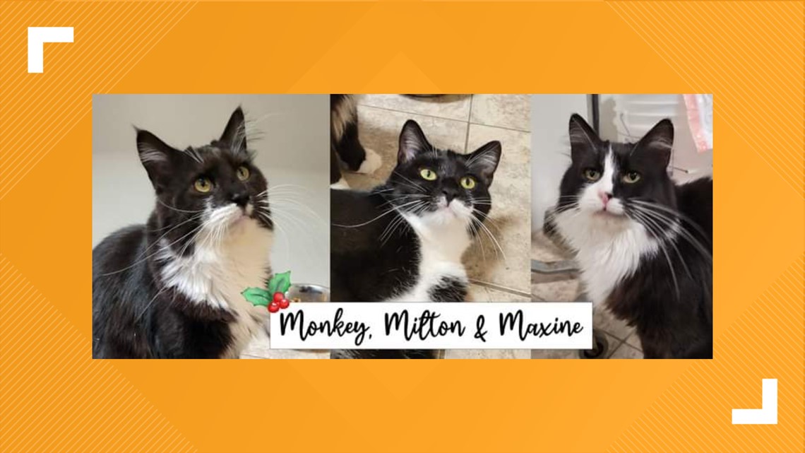 Furry Friends with Monkey, Milton, and Maxine the cats!