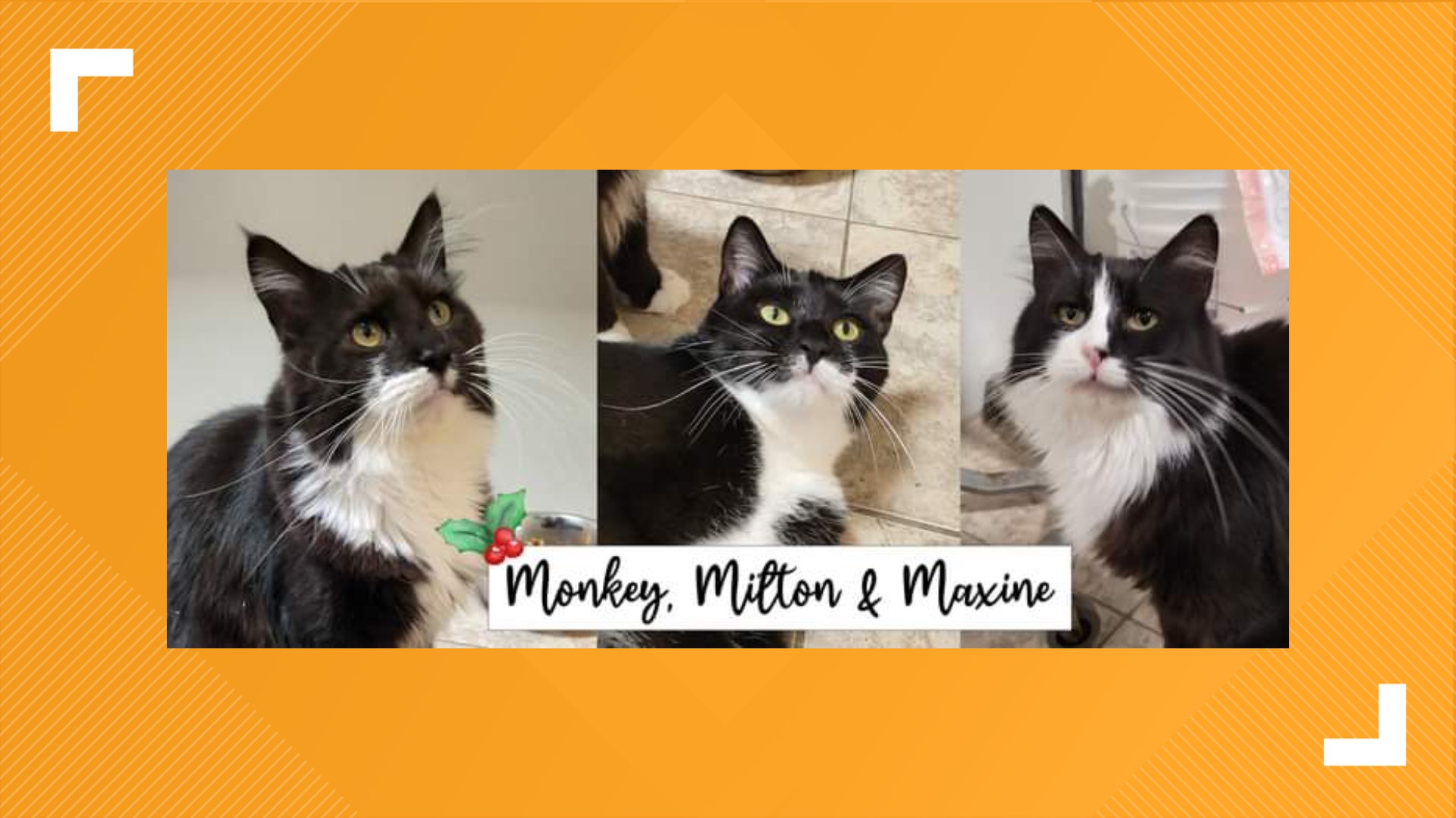 This family of cats is patiently waiting for their home for the holidays at Animal Rescue Inc.