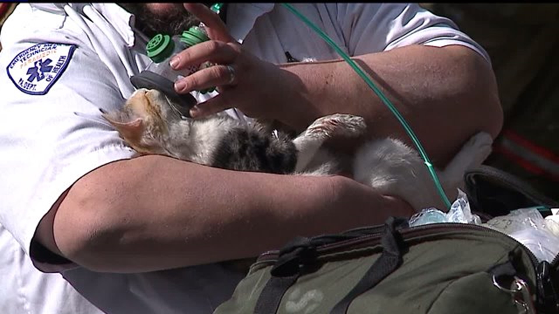 Cats rescued from fire in Lancaster County