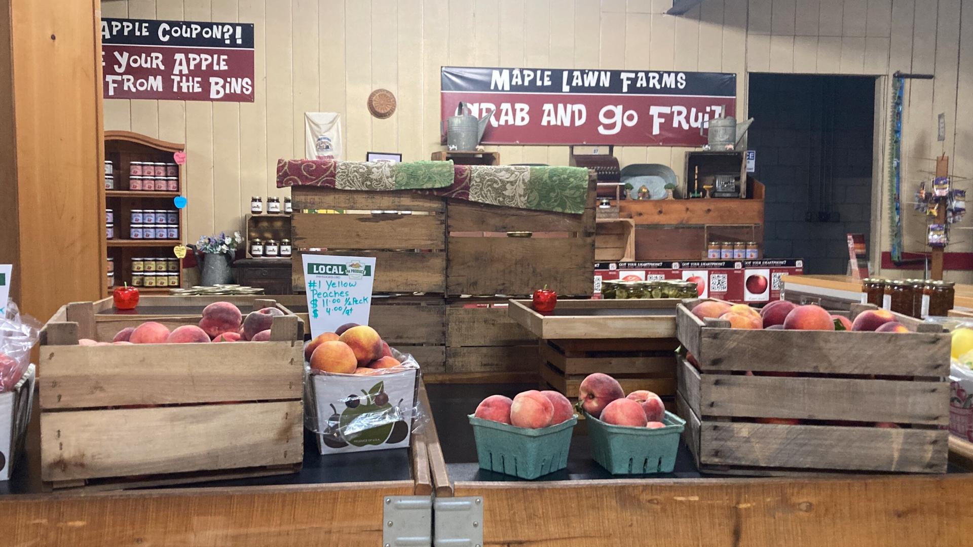 Peaches are in season at Maple Lawn Farms, and they welcome you to come and pick your own!