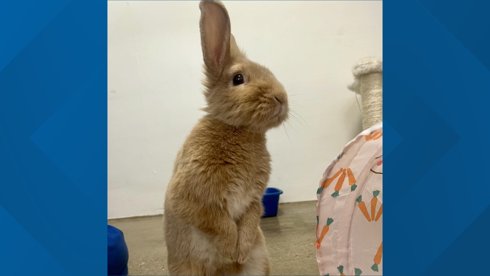 Furry Friends with the rabbits from the York County SPCA! | fox43.com