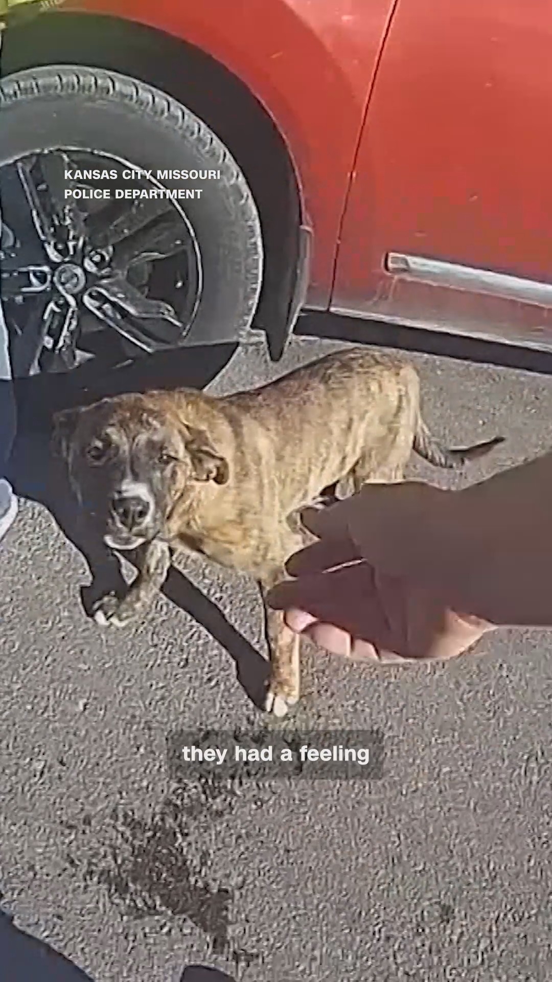 Dog leads police to lost toddler's home in Kansas City, MO | fox43.com