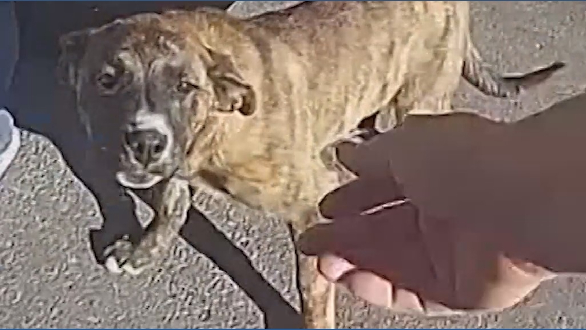 Dog leads police to lost toddler's home in Kansas City, MO | fox43.com