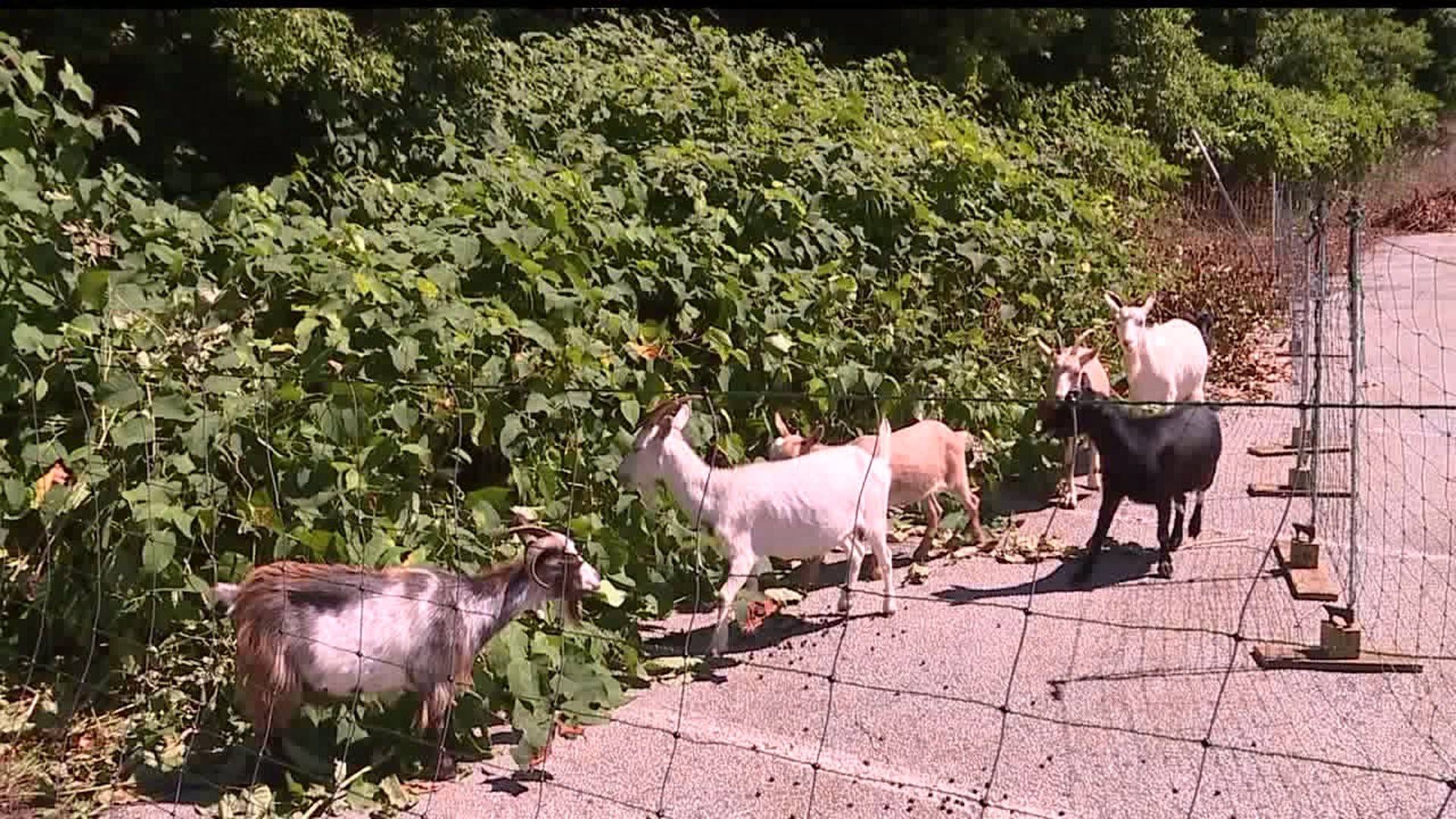 Cumberland Valley Rail Trail`s newest employees: goats