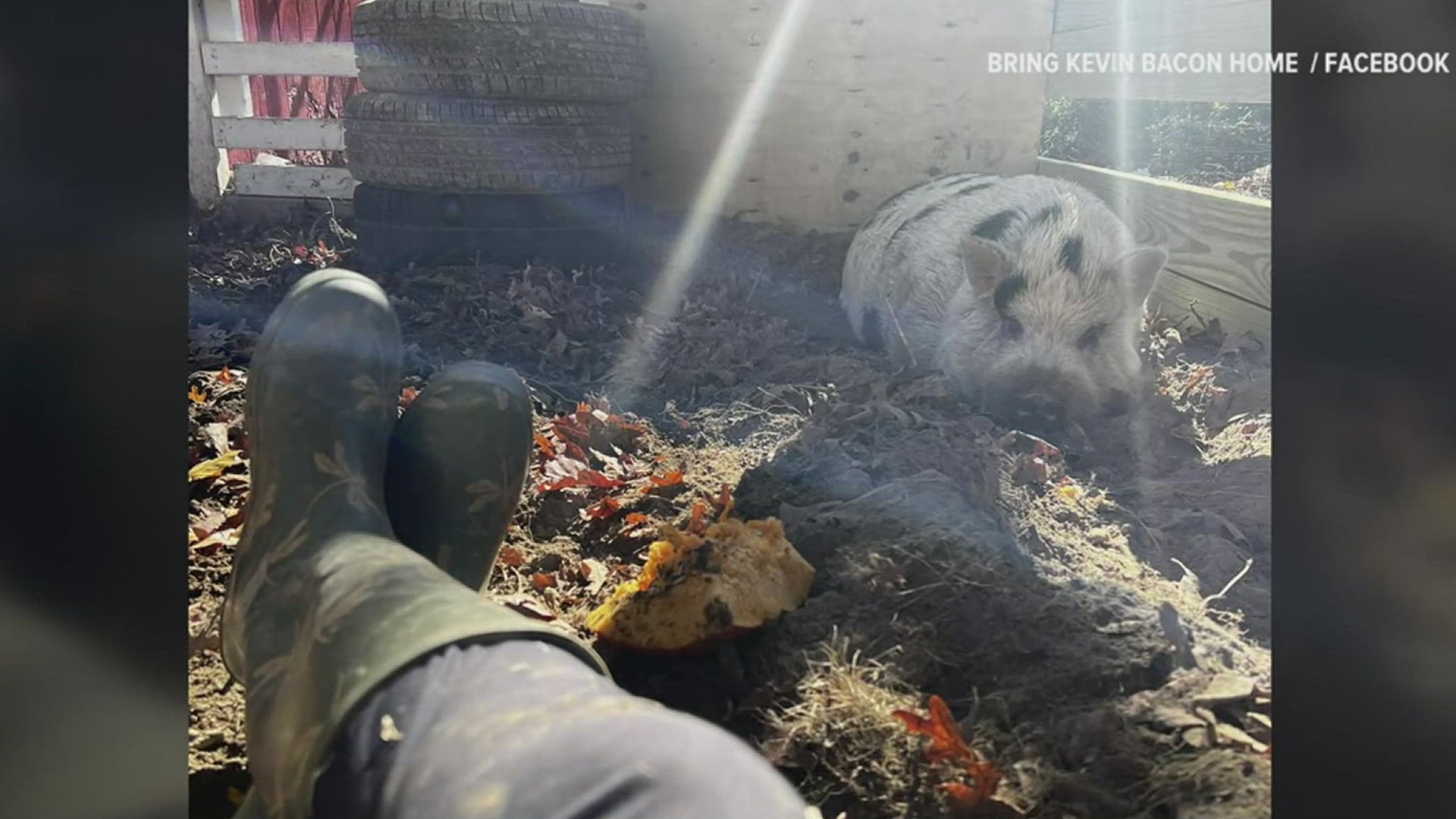 The wayward swine's time on the run has come to an end on Halloween, as 'Kevin Bacon' the pig has returned to his farm in Gettysburg.