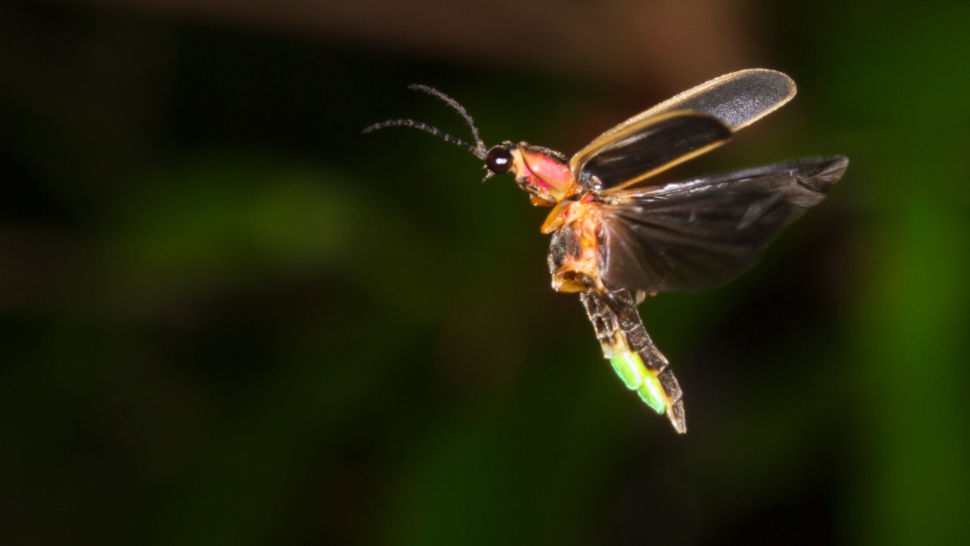 Fireflies, Moths, and Your Yard in the Dark