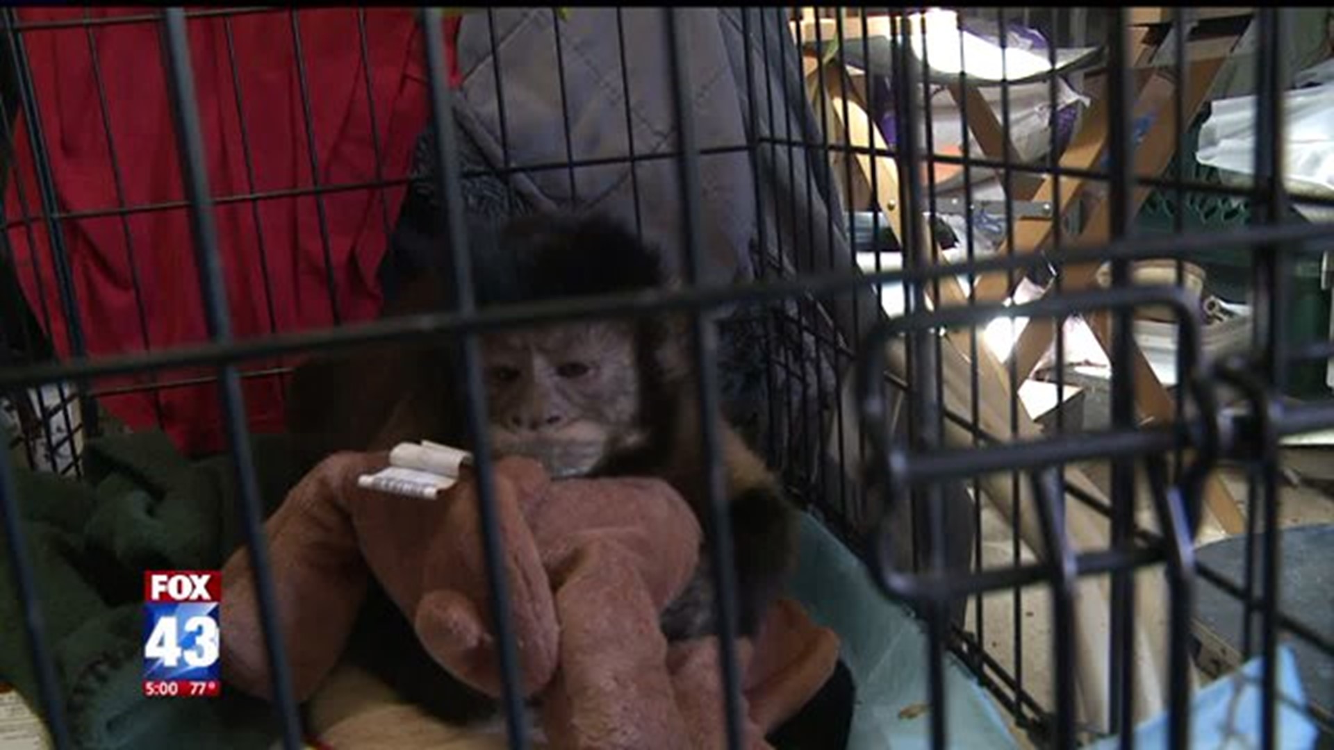 Exotic animal rescue sanctuary needs community's help to rebuild after fire  