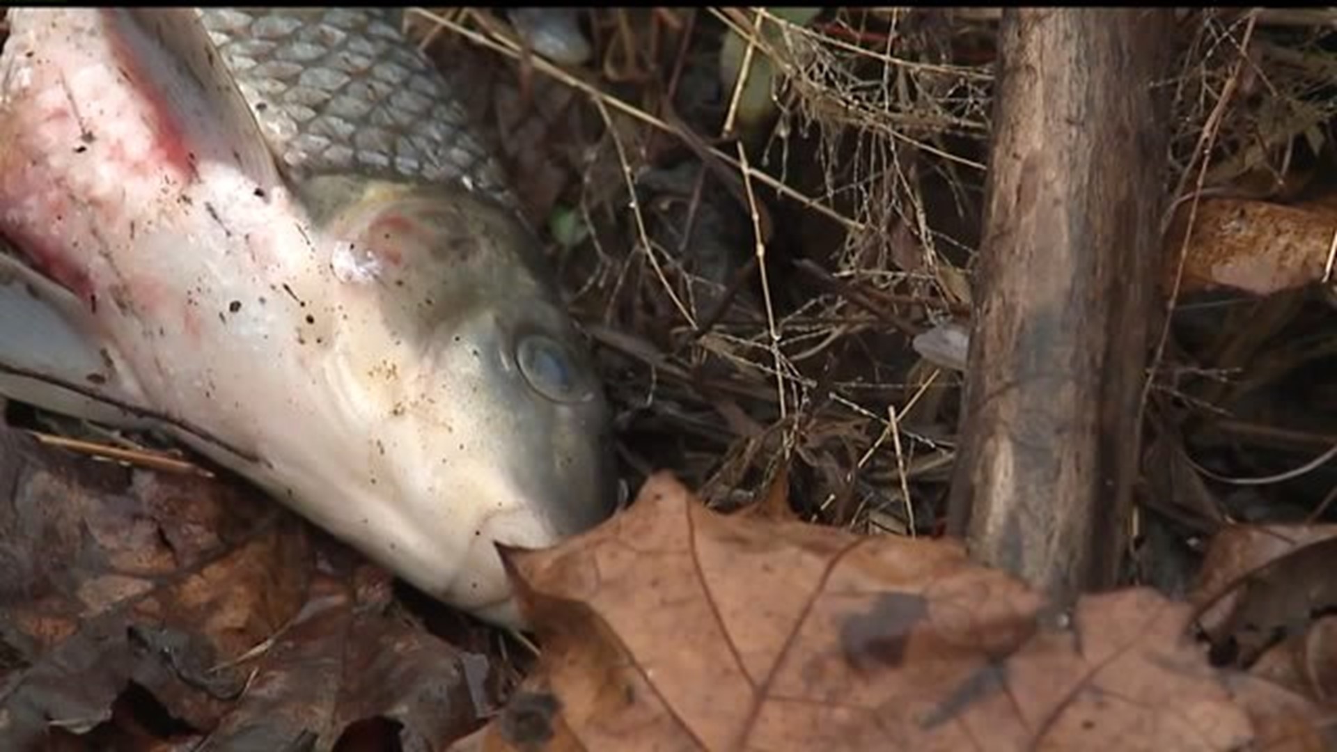 EPA officials are looking into what caused multiple fish in the Susquehanna River to die