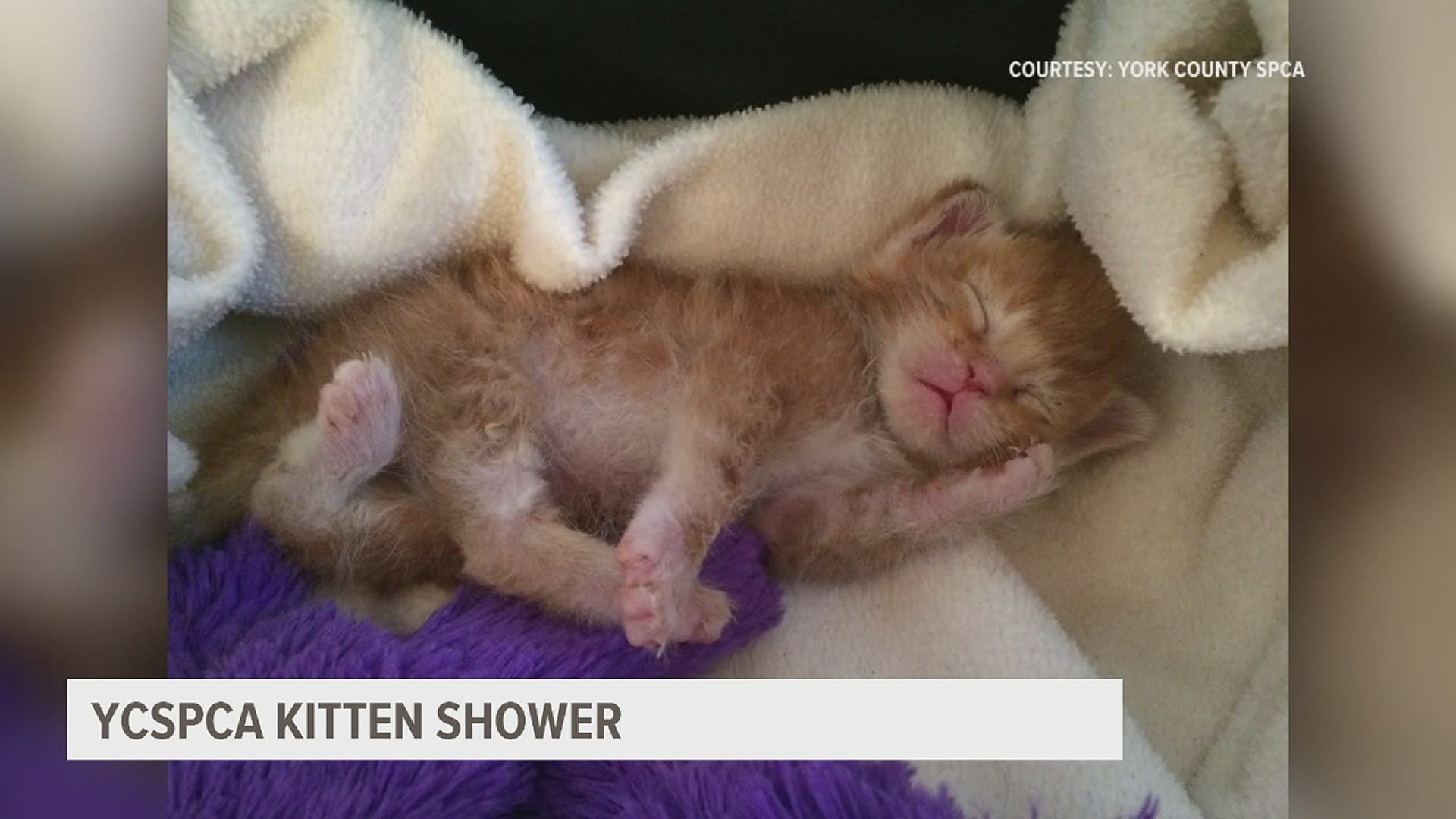 The virtual event helps give necessities to those who foster stray kittens