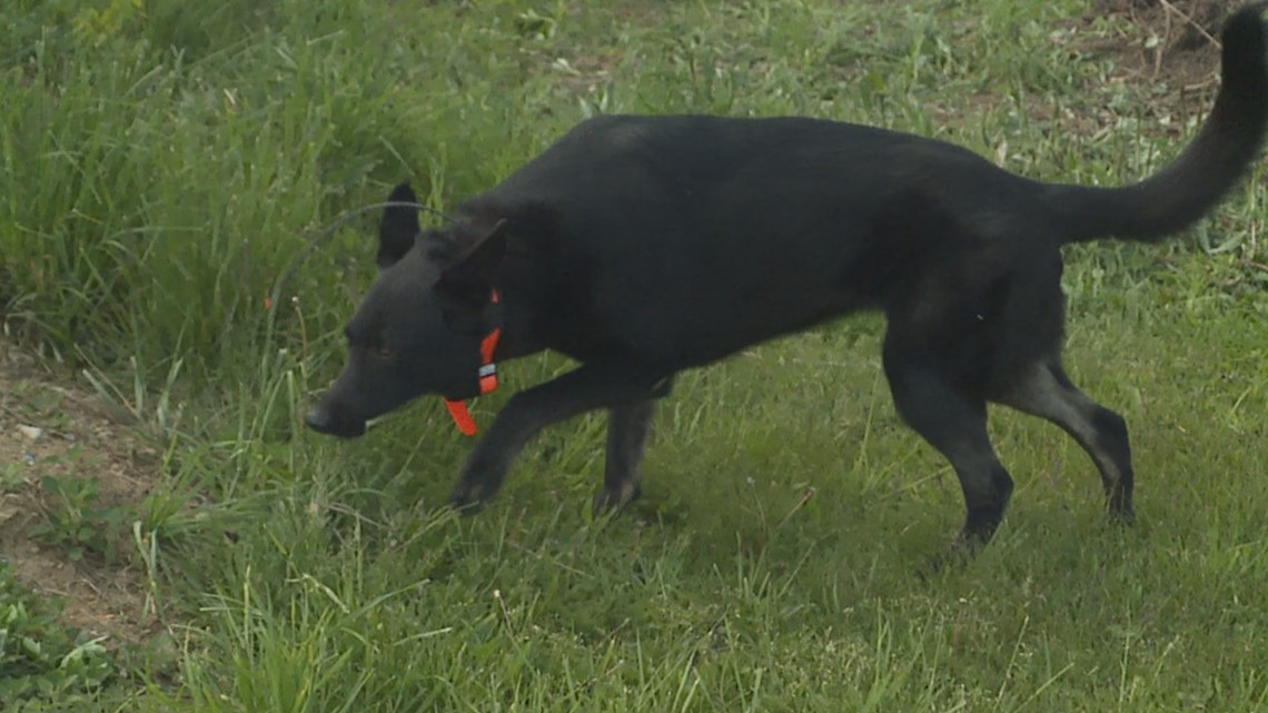 Search and rescue K9s train for missing persons cases - Vimarsana News