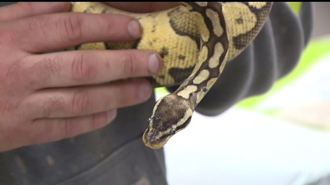 Reptiles at the York Expo Center