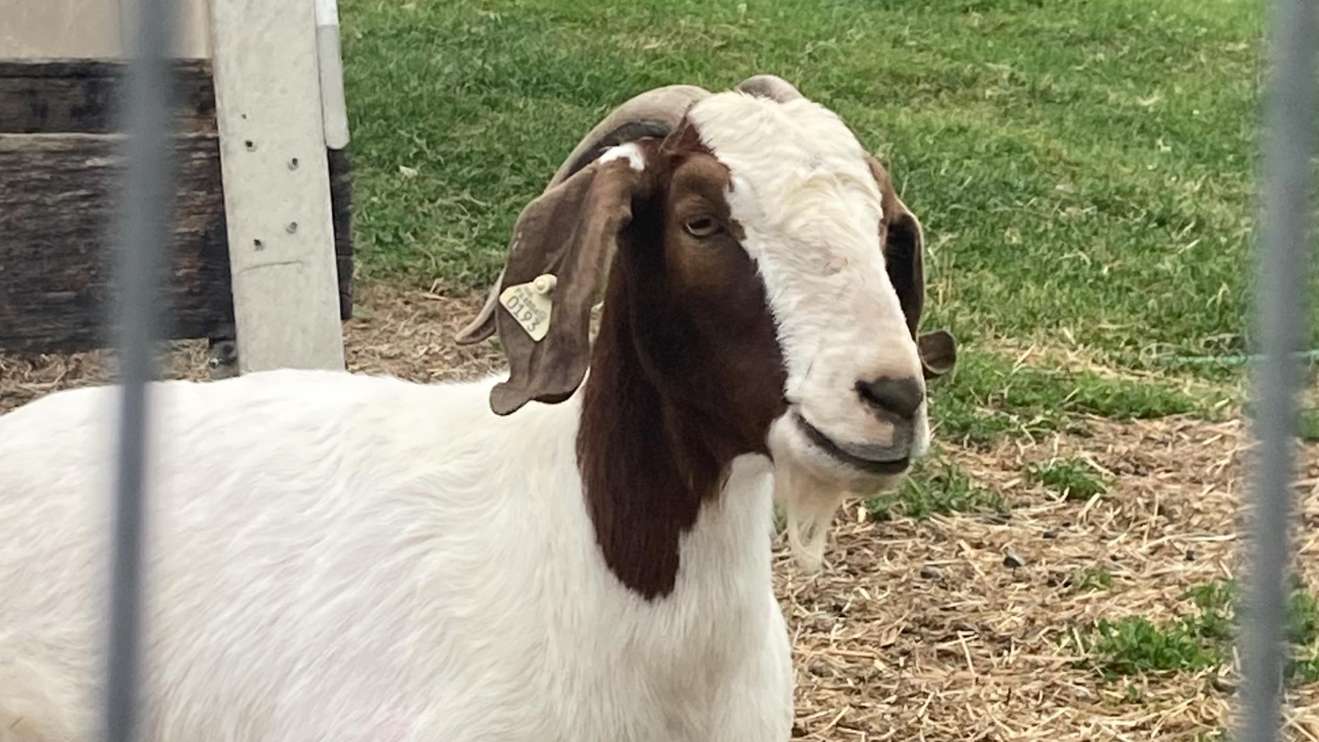 Oregon Dairy and the Lancaster County Agriculture Council are hosting Family Farm Days at The Farmstead at Oregon Dairy Tuesday, June 11 through Thursday, June 13.