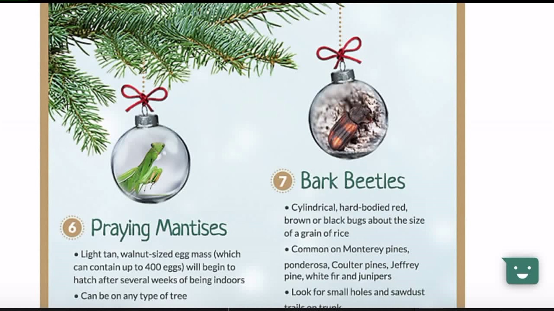 25,000 bugs could be living on your fresh Christmas Tree; what to look for