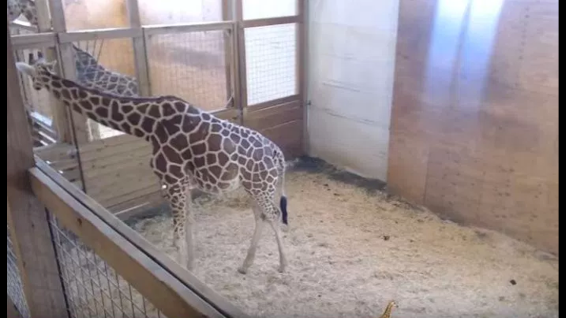 ‘Giraffe Cam’ to be taken down after April suffers leg injury | fox43.com