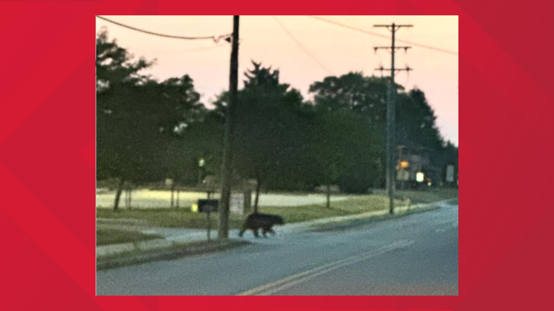 The bear was seen Monday morning on High Street near Wallace Elementary School in the West York School District, reports said.