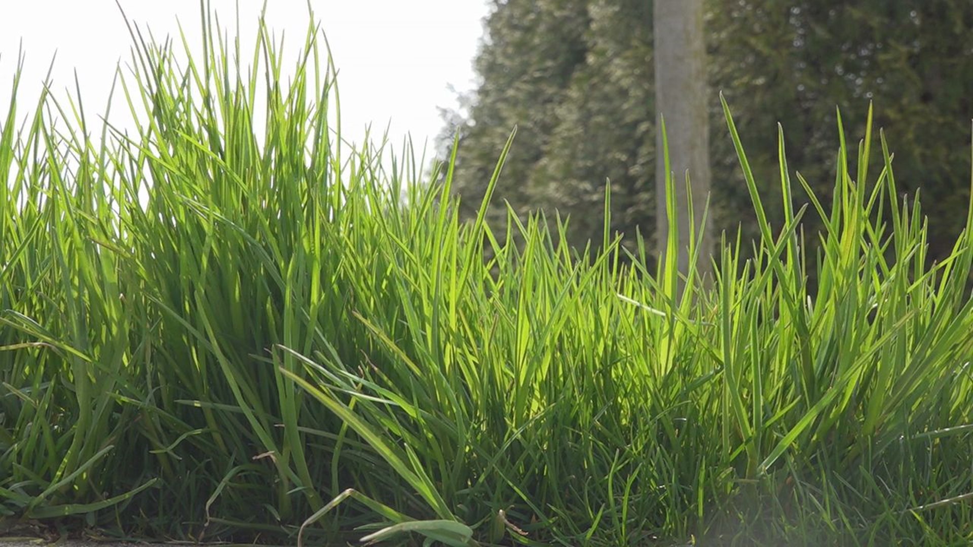 Experts say how you take care of your lawn in the spring will set you up for the rest of the year.