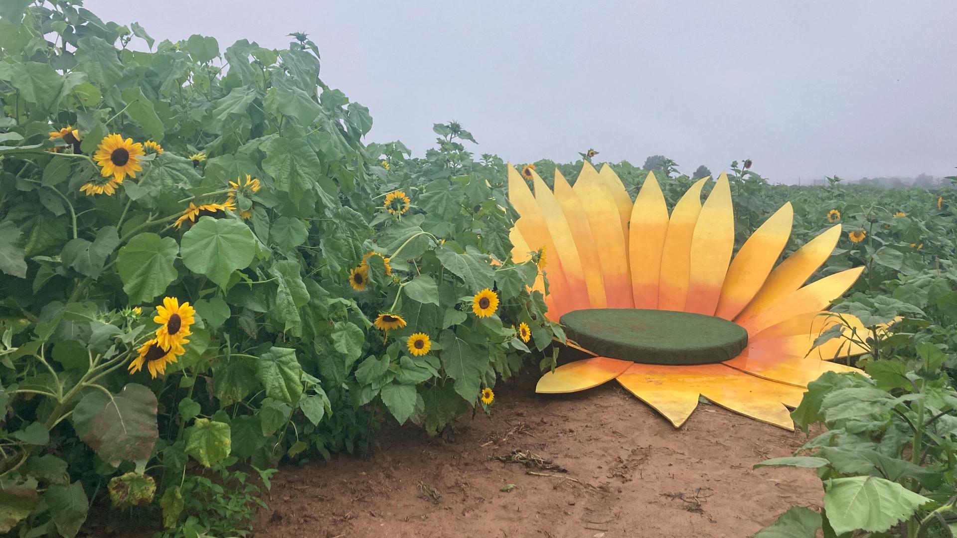 Maple Lawn Farms welcomes you to come out and into the fields to take pictures with the flowers, pick your own sunflowers and peaches, and enjoy all of the beauty.