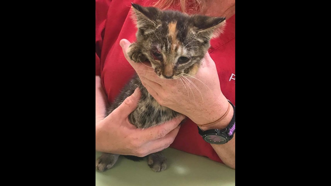 Kitten thrown from moving pickup truck on Route 15 | fox43.com
