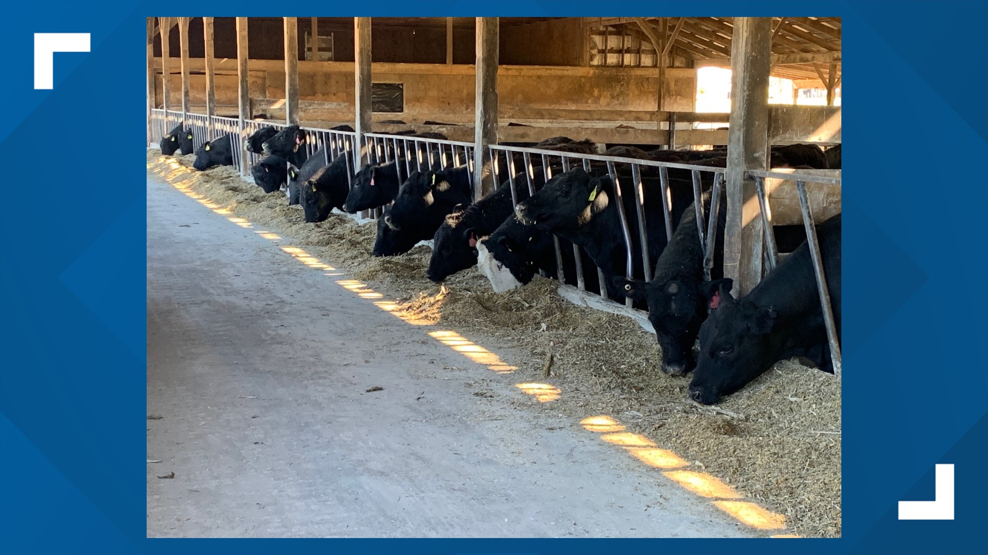 Karns Foods is the first grocery retailer in the country to produce, raise and manage a private beef herd with the help of local farms.