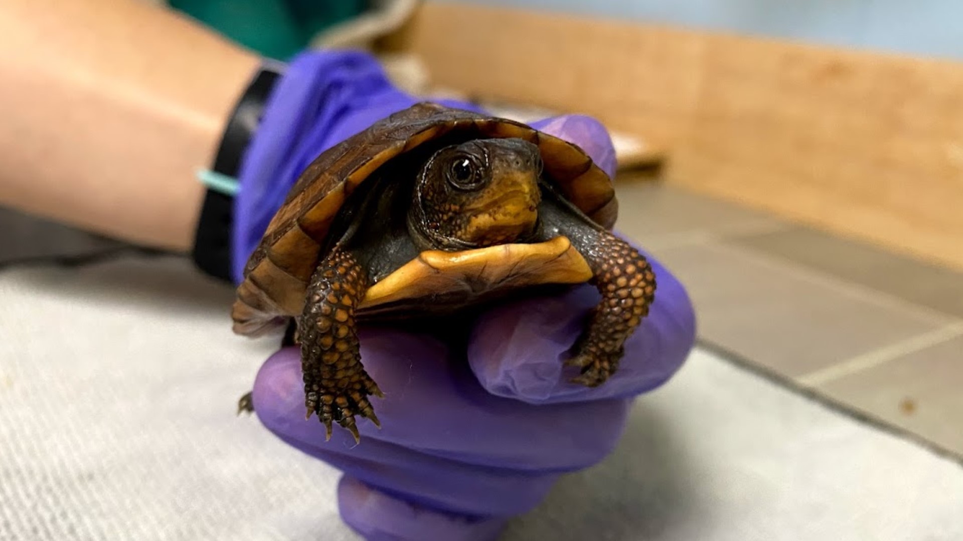 The West Shore Wildlife Center was founded in 2019 to meet the need for more wildlife rehabilitation centers in Pennsylvania, with a focus on prevention.