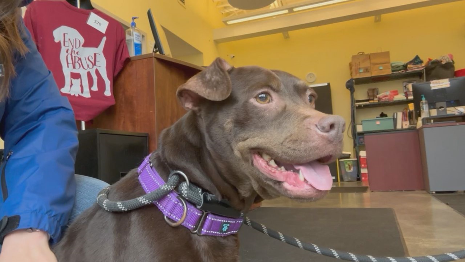 Ginny is an energetic and cuddly dog looking for her forever family at the PSPCA Lancaster Center.